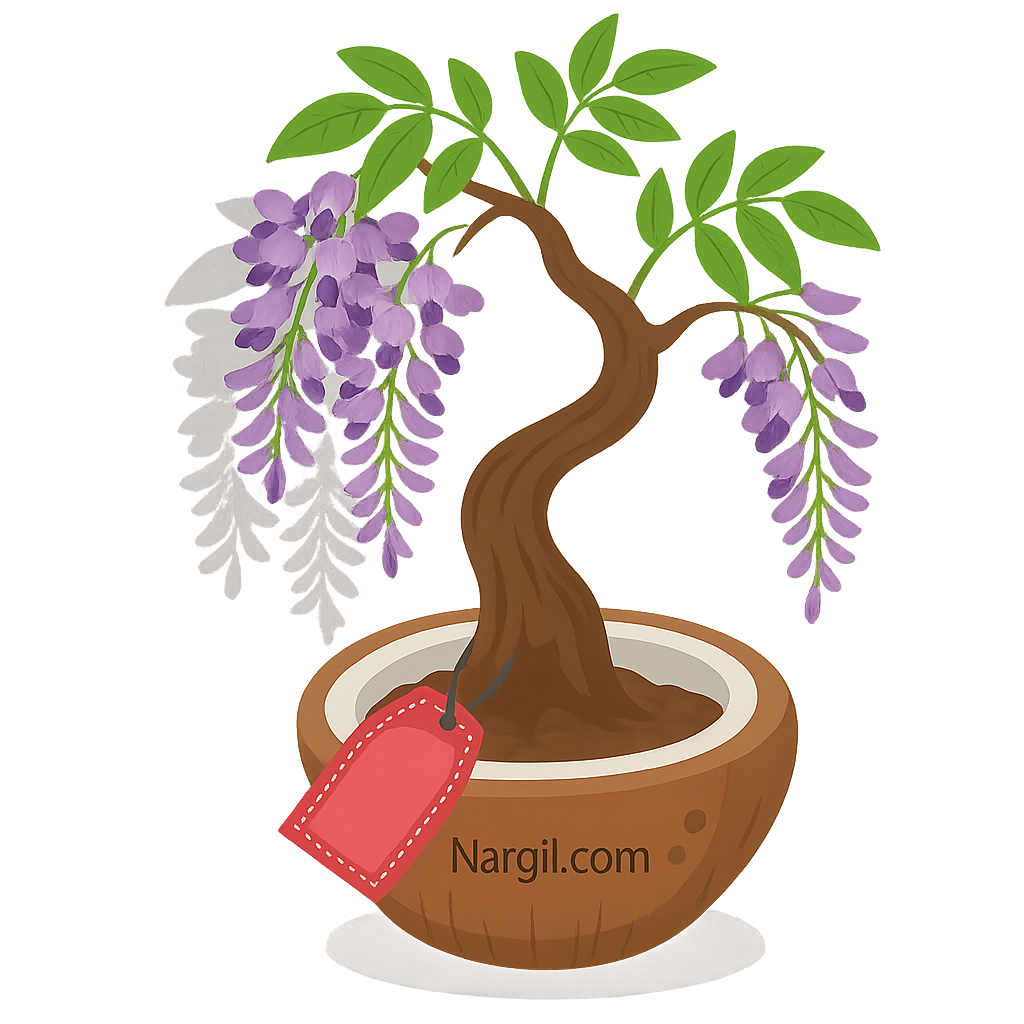  Nargil - Chinese Wisteria